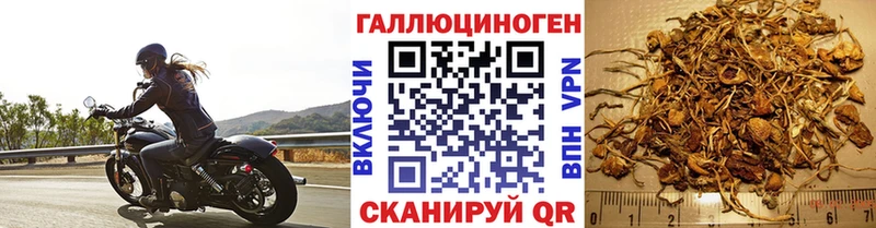 Псилоцибиновые грибы Psilocybe  Бутурлиновка 
